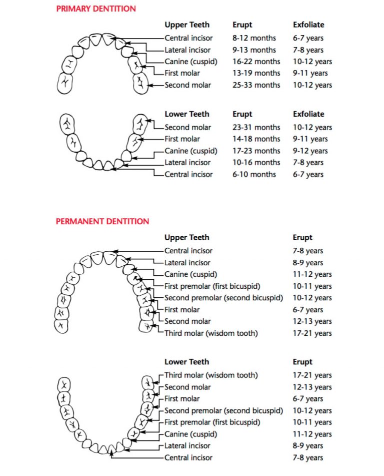 The Emergence Of Teeth Into The Mouth In Piedmont Ca Piedmont