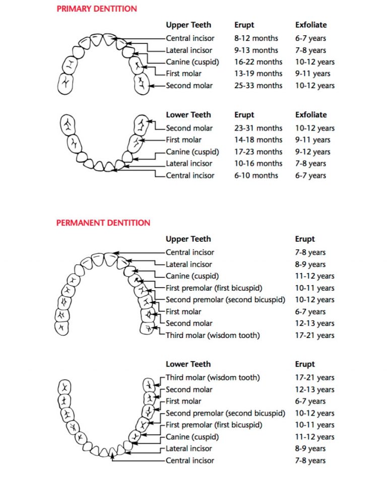 Primary and permanent teeth eruption and exfoliation chart.